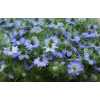 Nigella Blue Per Bunch
