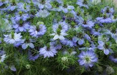 Nigella Blue Per Bunch