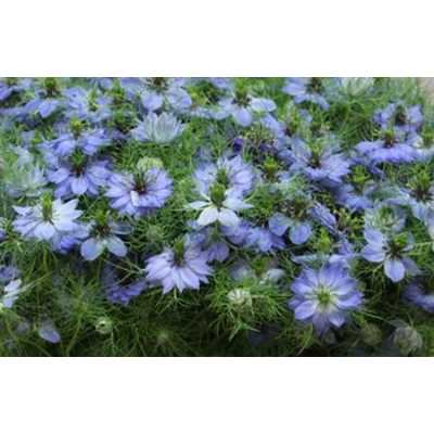 Nigella Blue Per Bunch