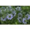 Nigella Pale Blue