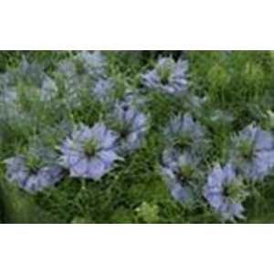 Nigella Pale Blue