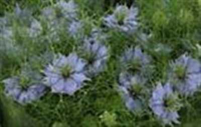 Nigella Pale Blue