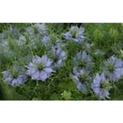 Nigella Pale Blue