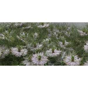 Nigella Pink