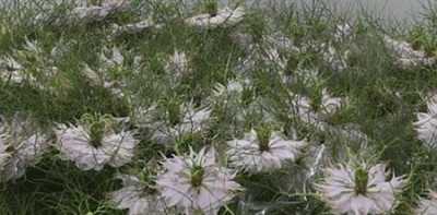 Nigella Pink