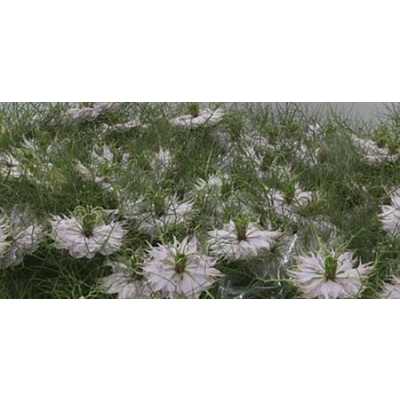 Nigella Pink