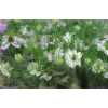 Nigella Pink Per Bunch