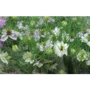 Nigella Pink Per Bunch
