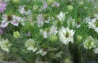 Nigella Pink Per Bunch
