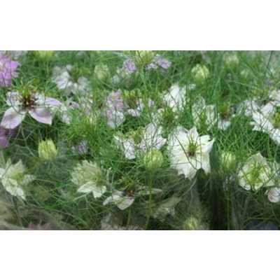 Nigella Pink Per Bunch