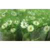 Nigella White