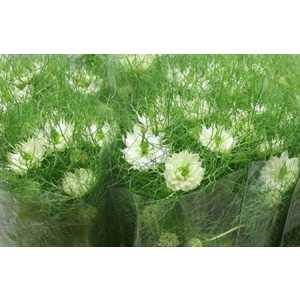 Nigella White