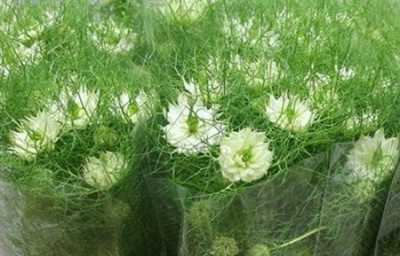 Nigella White
