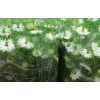 Nigella White Per Bunch
