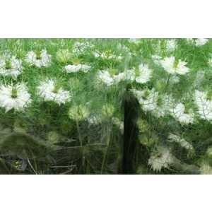 Nigella White Per Bunch