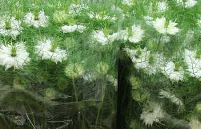 Nigella White Per Bunch