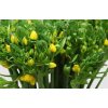 Ornithogalum Dubium Yellow
