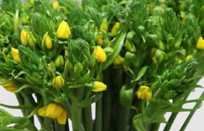 Ornithogalum Dubium Yellow