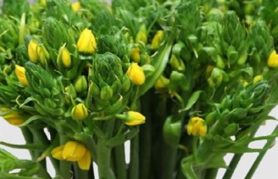 Ornithogalum Dubium Yellow