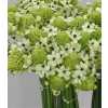 Ornithogalum Saundersiae