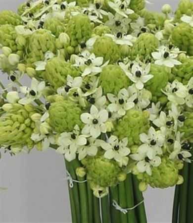 Ornithogalum Saundersiae