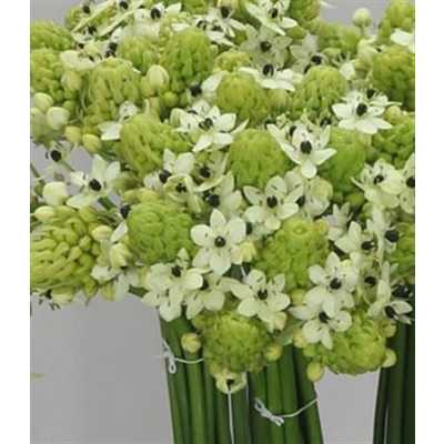 Ornithogalum Saundersiae