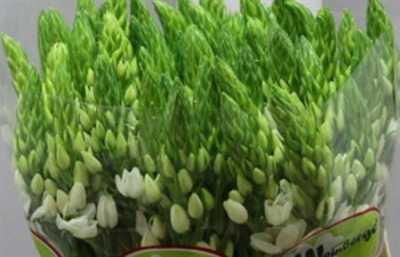 Ornithogalum Th White Star