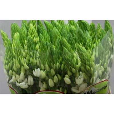 Ornithogalum Th White Star