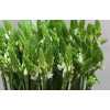 Ornithogalum Thyrsoides
