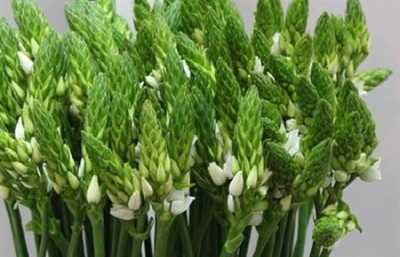 Ornithogalum Thyrsoides
