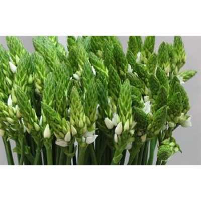 Ornithogalum Thyrsoides