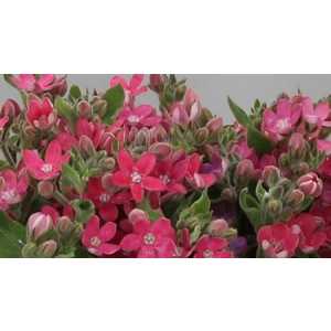 Oxypetalum Co Pink Harmony Xxl