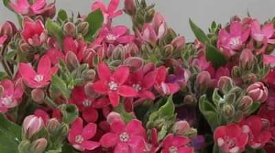 Oxypetalum Co Pink Harmony Xxl