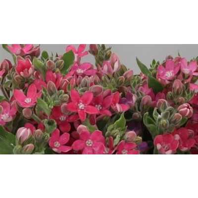 Oxypetalum Co Pink Harmony Xxl