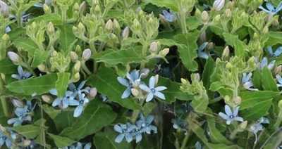 Oxypetalum Heavenbor