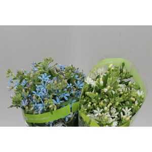 Oxypetalum Mixed In Bucket