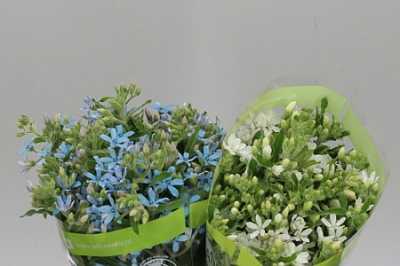 Oxypetalum Mixed In Bucket