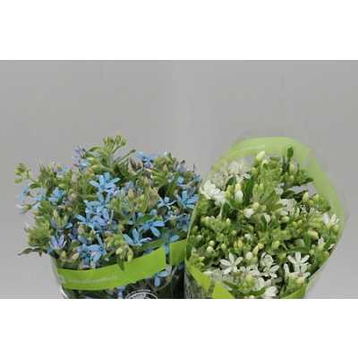 Oxypetalum Mixed In Bucket