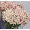 Ozothamus Pink