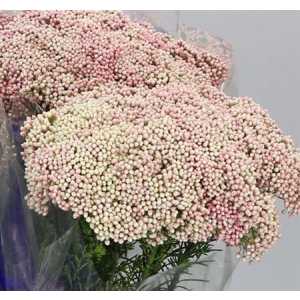 Ozothamus Pink