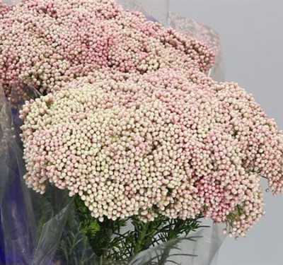 Ozothamus Pink