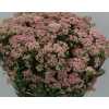 Ozothamus Pink By The Bunch
