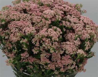 Ozothamus Pink By The Bunch