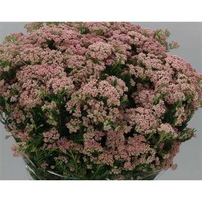 Ozothamus Pink By The Bunch