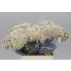 Ozothamus White ( Blush Pink )