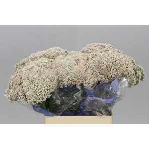 Ozothamus White ( Blush Pink )