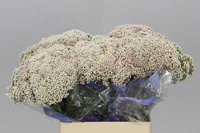 Ozothamus White ( Blush Pink )