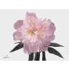 Paeonia Alertie