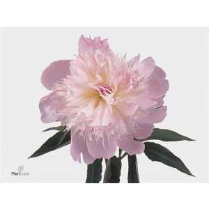 Paeonia Alertie