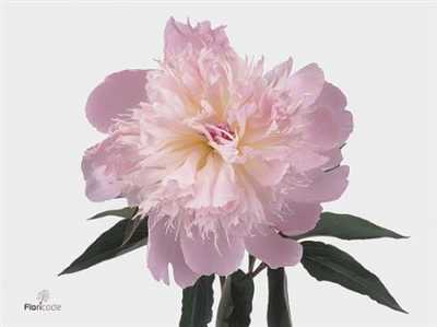 Paeonia Alertie